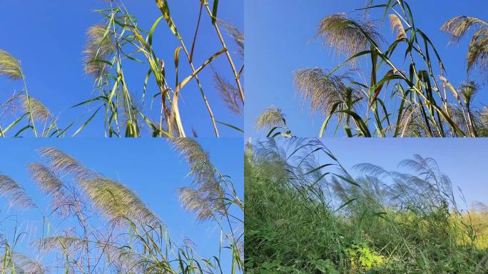 草野 草芦苇芦苇荡 风吹芦苇 野外芦苇