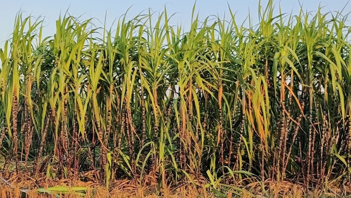 果蔗甘蔗蔗糖蔗黑蔗种植食物水果实拍