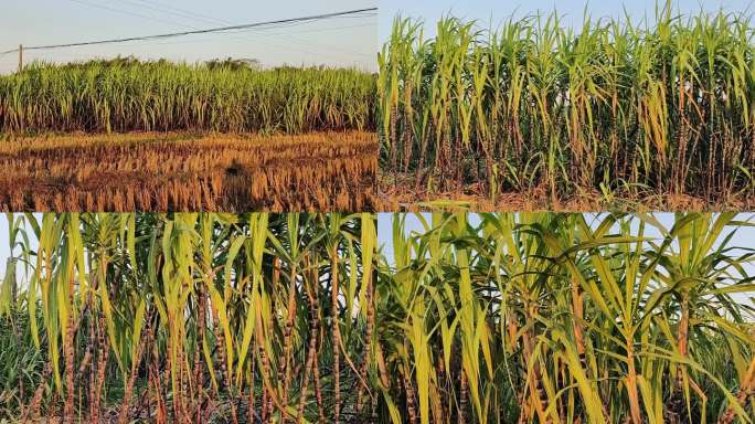 果蔗甘蔗蔗糖蔗黑蔗种植食物水果实拍
