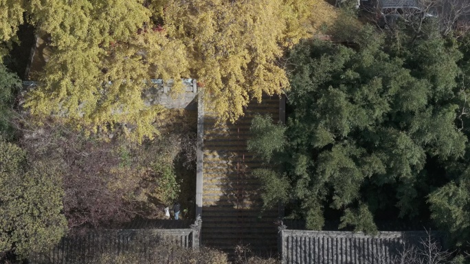 航拍山东省荣成市伟德山圣水观千年银杏秋景