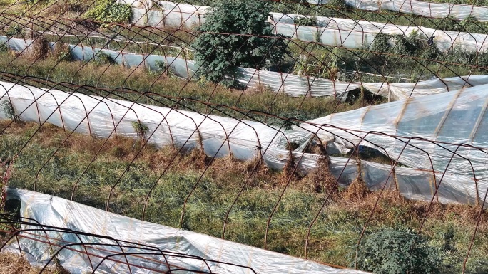 航拍废弃破旧农业蔬菜种植大棚