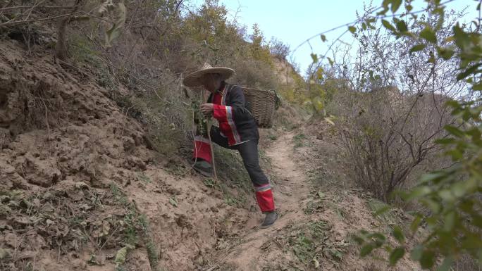 苗医 中药医生 藏医 背药篓 上山采药