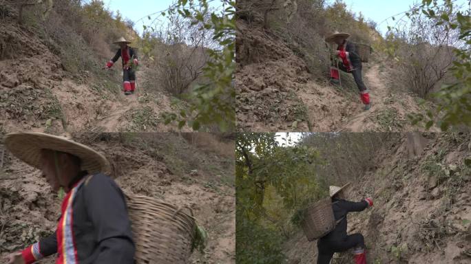 苗医 中药医生 藏医 背药篓 上山采药