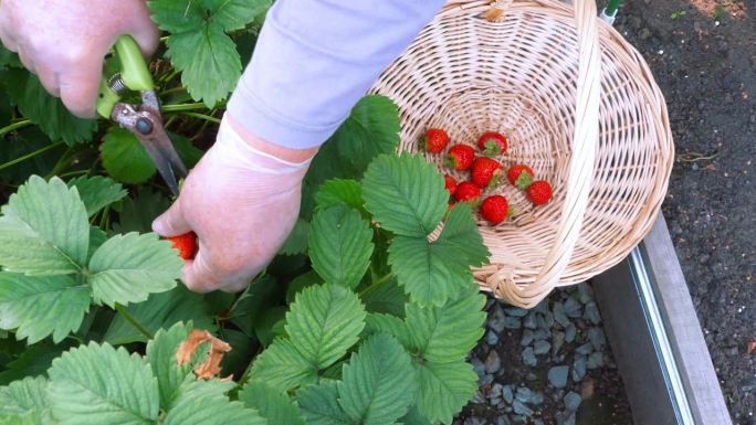 夏季花园浆果草莓