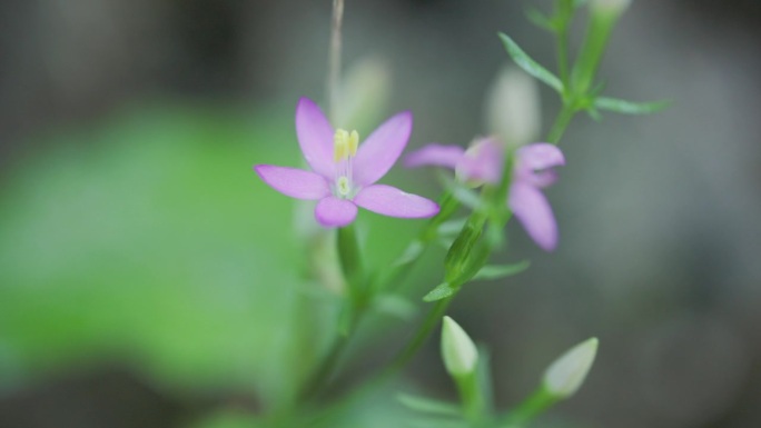 红花龙胆 (Centaurium erythraea)