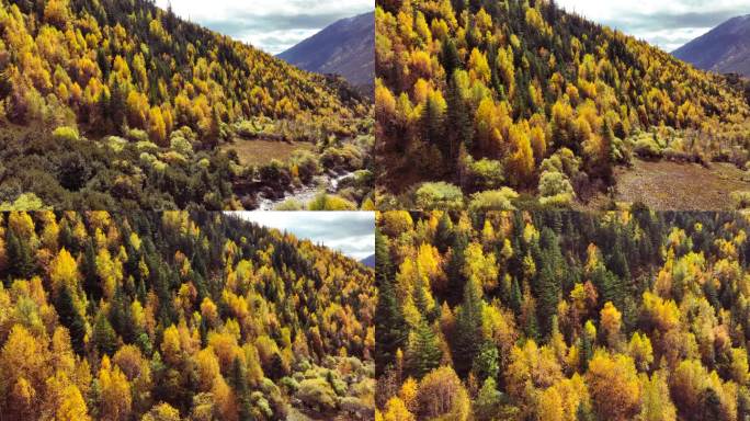 秋天的森林彩林黄叶