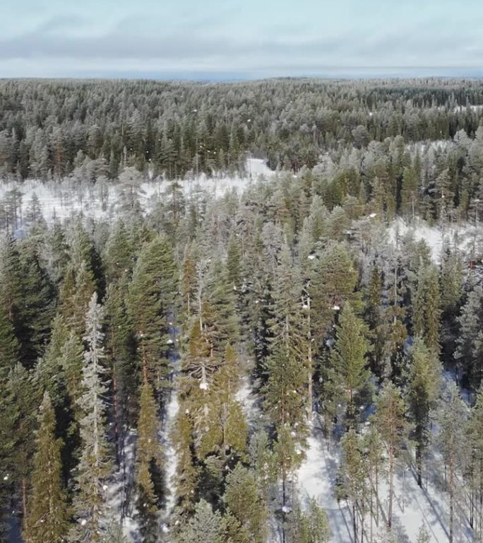 冬季常青森林。树木被零下温度下白色的寒雪景色所包围。