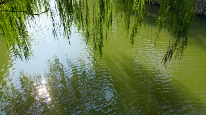 柳树垂柳河边