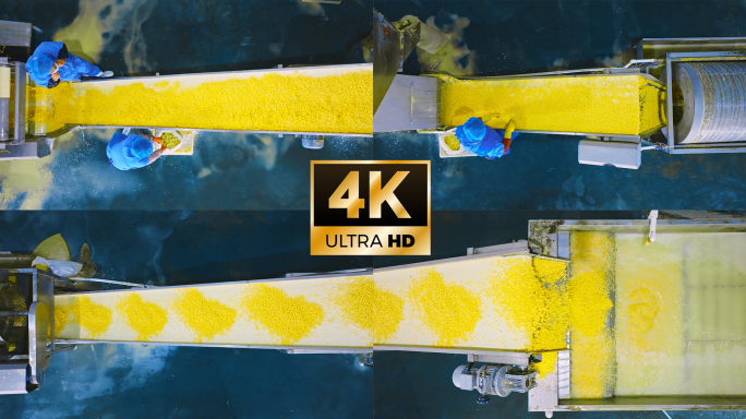 玉米加工流水线