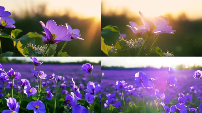 盛开的紫罗兰花