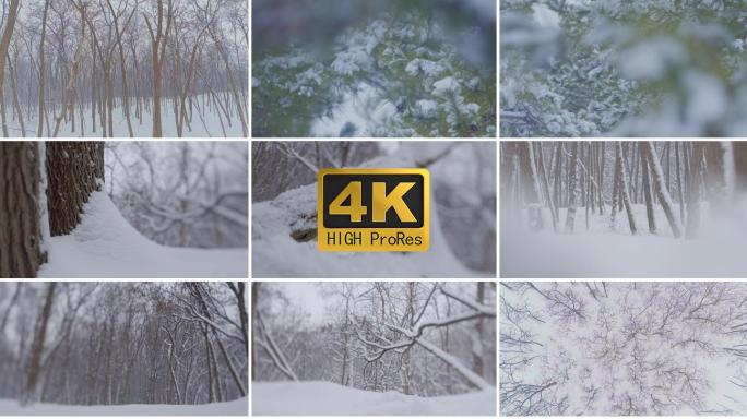 冰雪覆盖的树林 冬季森林 大雪覆盖 雪景