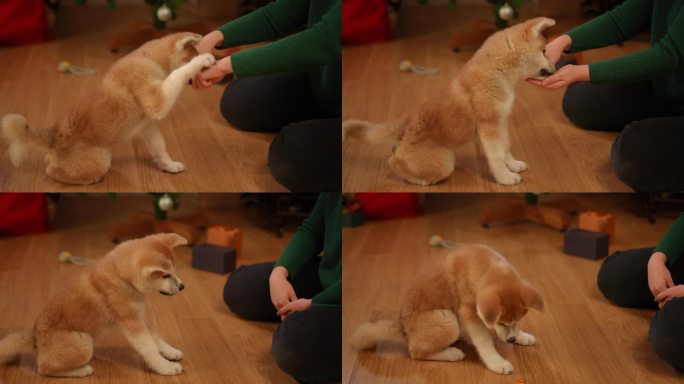 一只可爱顽皮的柴犬小狗正在它深爱的主人温柔地训练。