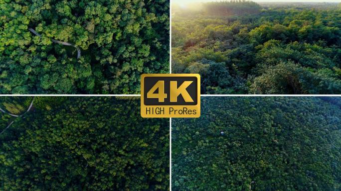 自然树木 森林树林林业 大自然 天然氧吧