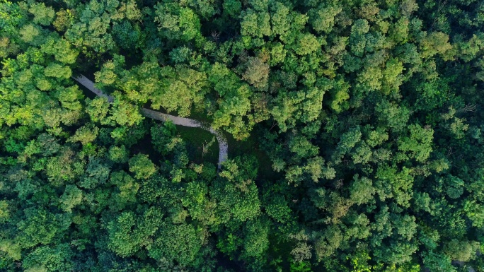 自然树木 森林树林林业 大自然 天然氧吧