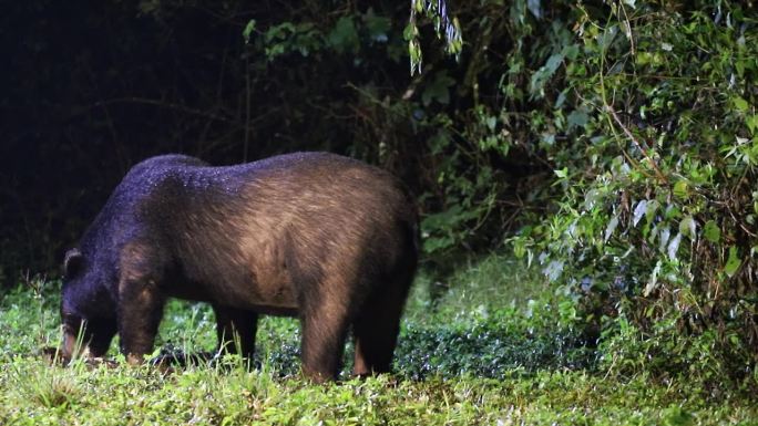 夜间在自然中活动的亚洲黑熊（Ursus thibetanus）