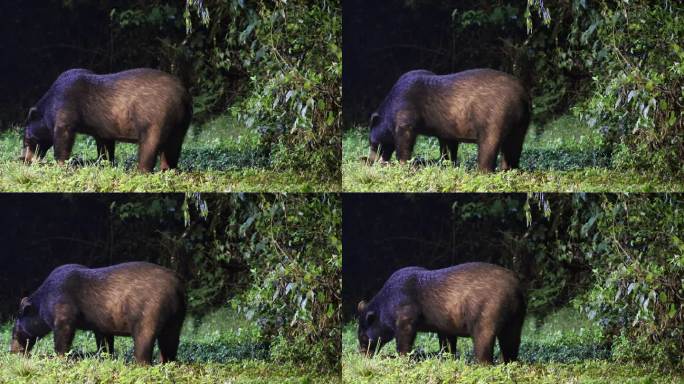 夜间在自然中活动的亚洲黑熊（Ursus thibetanus）