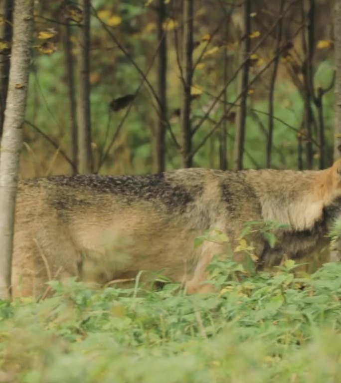 场景。白俄罗斯。森林中的欧亚狼 - 狼（Canis Lupus）在秋季森林中奔跑。