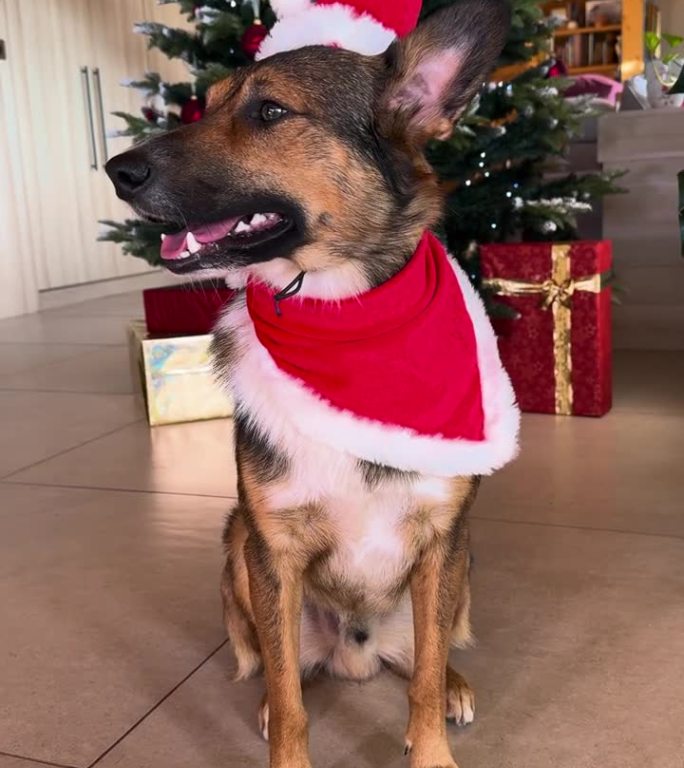 垂直，肖像：可爱的狗狗戴着圣诞老人帽，站在圣诞树前。