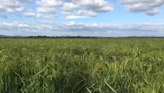 延时稻田绿油油