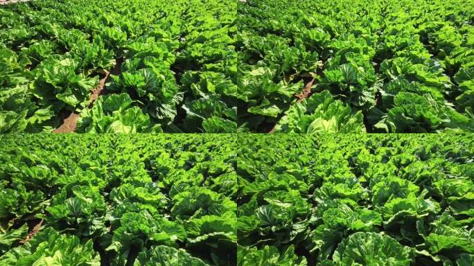 胶州大白菜菜地特写