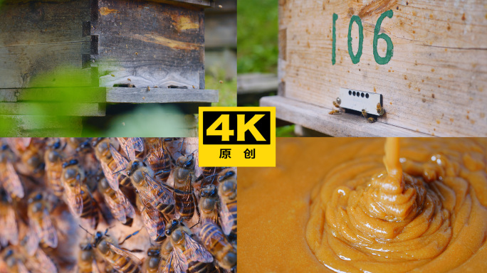 中华蜂土蜂蜜养殖