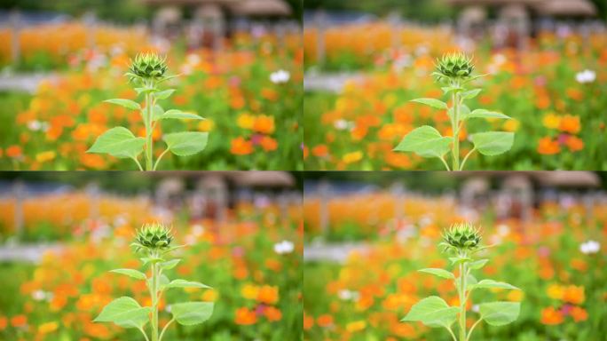 向日葵 格桑花 百日菊 菊花 野花盛开