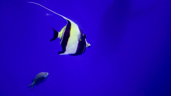 摩尔鱼在大阪水族馆鱼缸中游泳，太平洋热带海洋。