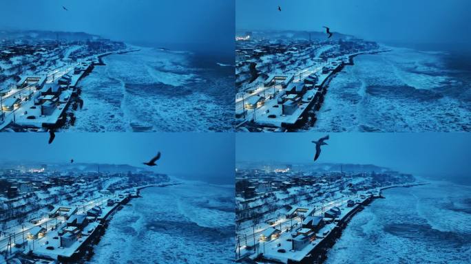 北海道小樽海鸥 - 4K