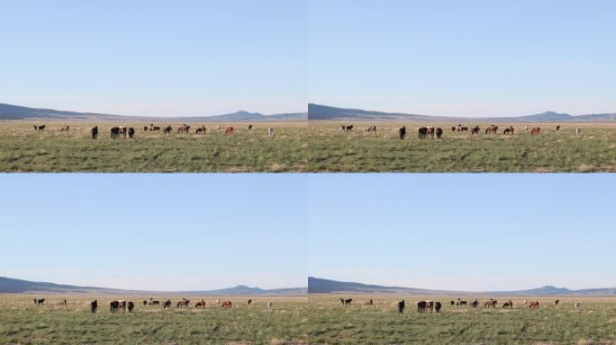 春天的犹他州沙漠中的野马