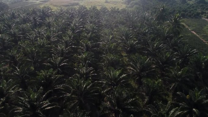 鸟瞰棕榈油种植园树木森林的晨曦。