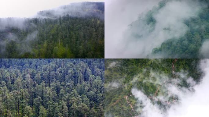 森林 雾气 松林 冷杉林 瓦屋山原始森林