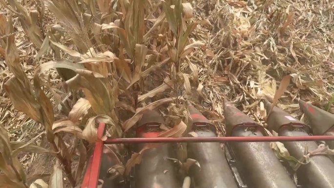 玉米收割机收割玉米过程玉米去皮过程