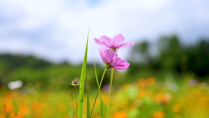 向日葵 格桑花 百日菊 菊花 野花盛开