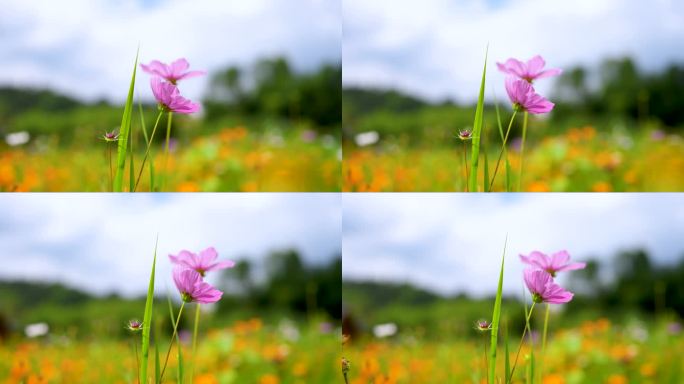 向日葵 格桑花 百日菊 菊花 野花盛开