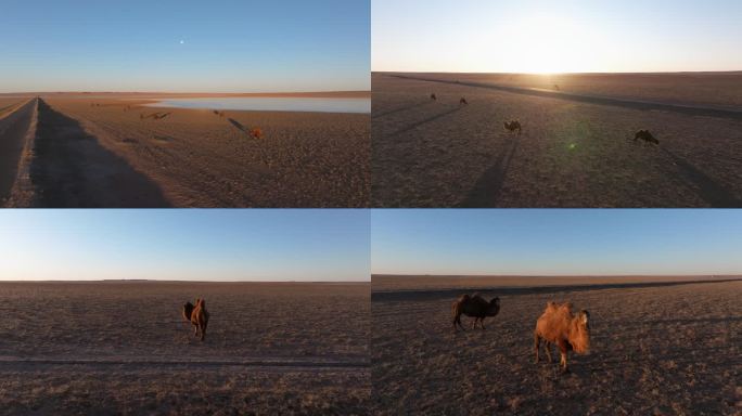 内蒙四子王旗秋日草原骆驼日出航拍
