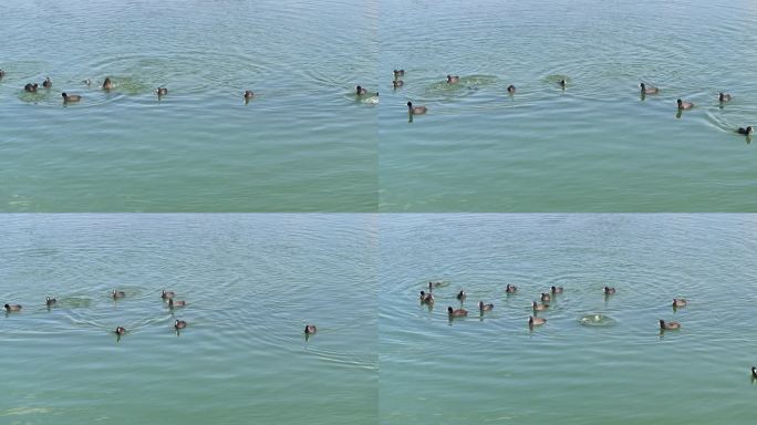 航拍襄阳汉江湿地水鸟生态环境自然风光