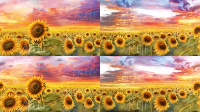 8k唯美向日葵视频背景