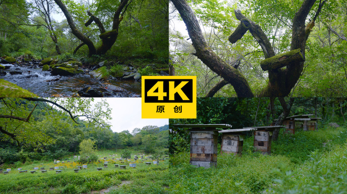 原始森林里大树上的蜂箱