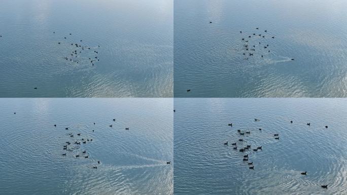 航拍襄阳汉江湿地水鸟生态环境自然风光