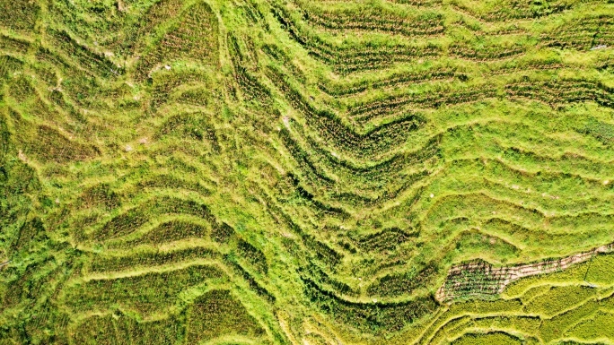 高山红高粱