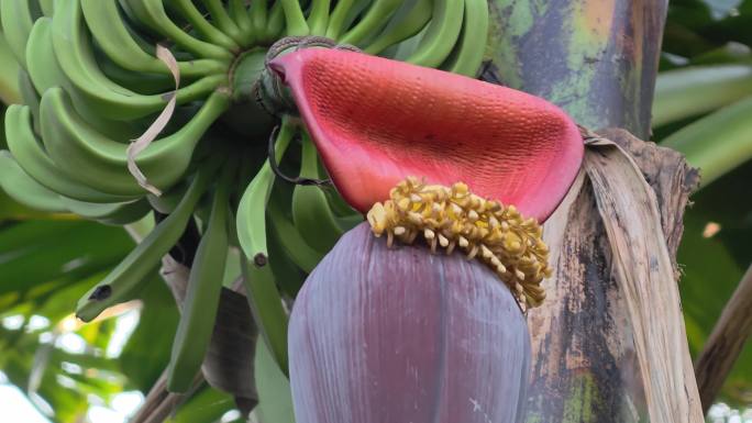 高大挂满果的香蕉树