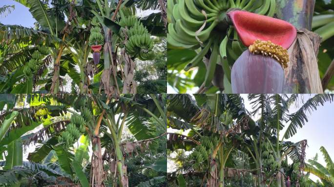 高大挂满果的香蕉树