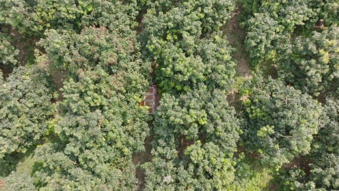 海南荔枝园采摘荔枝航拍