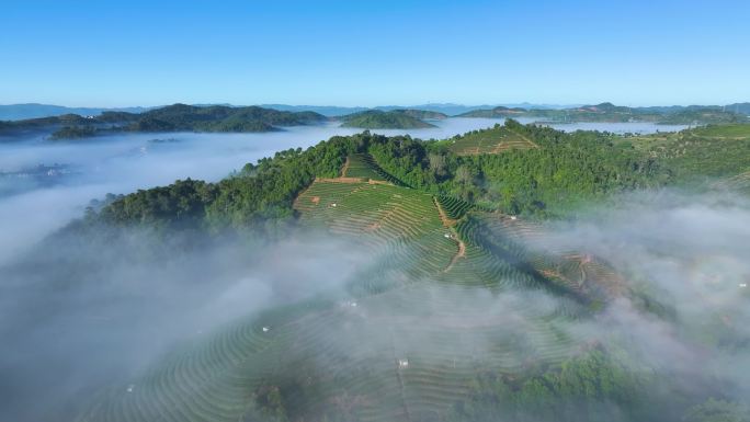 云雾缭绕的茶山