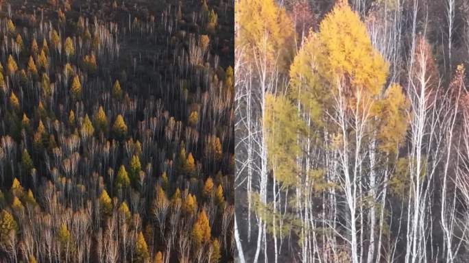 竖屏航拍额尔古纳秋季金色白桦林