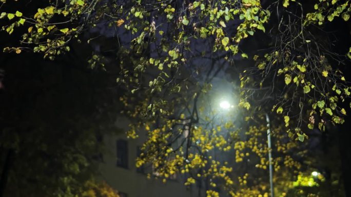 街灯照亮的闪亮秋叶营造出一个宁静的雨夜城市。