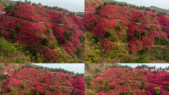 武汉黄陂木兰云雾山景区杜鹃花海航拍延时4