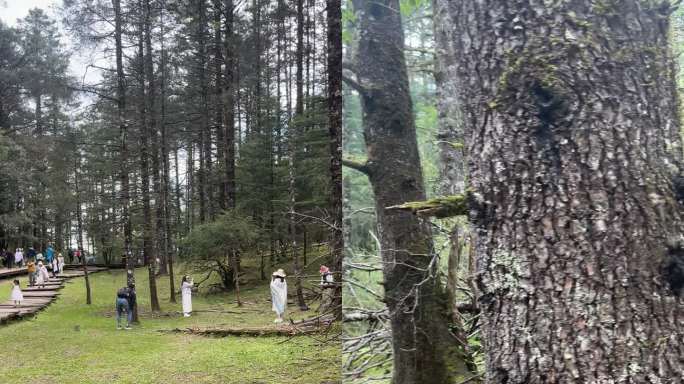 云南丽江玉龙雪山云杉坪索道