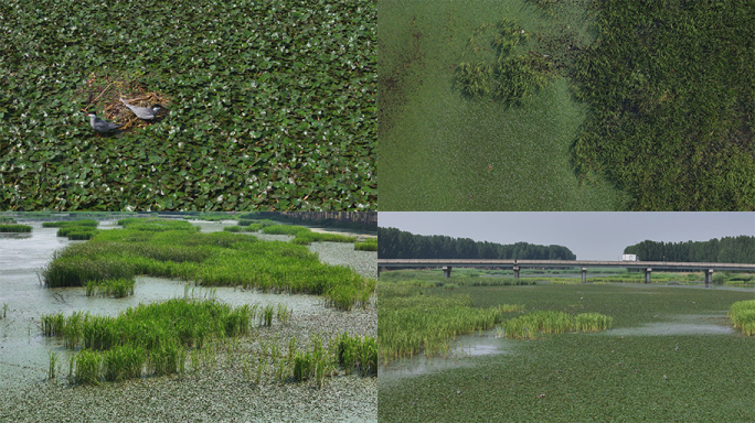 湿地鸟类 生态河道