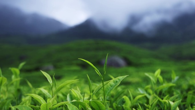 雾气弥漫的山中茶园，印度穆纳尔